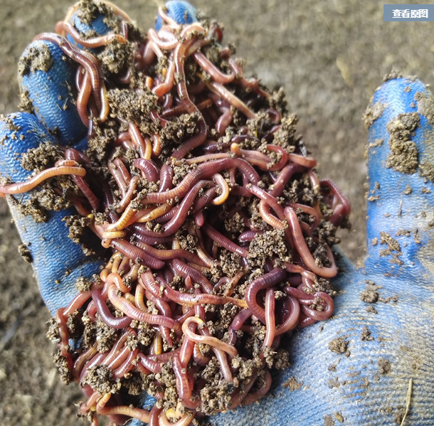 蚯蚓筛分机-蚯蚓土壤分离机-蚯蚓粪分离机-活体地龙滚筒筛选机